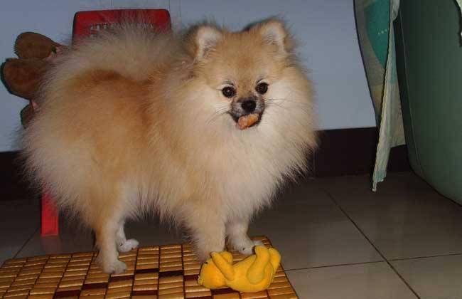 博美吃什么长肉 要有科学的饮食习惯(图2)