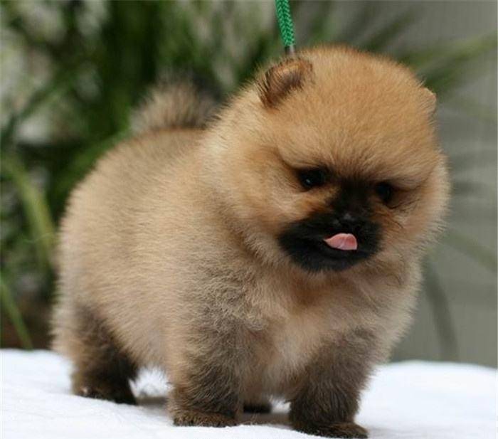 博美吃什么长肉 要有科学的饮食习惯(图3)