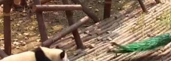 大熊猫想拔孔雀的毛 愣是追了一路 孔雀气哭：国宝就能为非作歹(图3)
