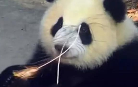 大熊猫想拔孔雀的毛 愣是追了一路 孔雀气哭：国宝就能为非作歹(图5)
