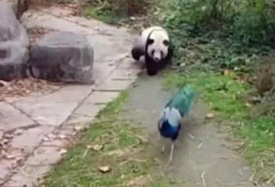 大熊猫想拔孔雀的毛 愣是追了一路 孔雀气哭：国宝就能为非作歹(图4)