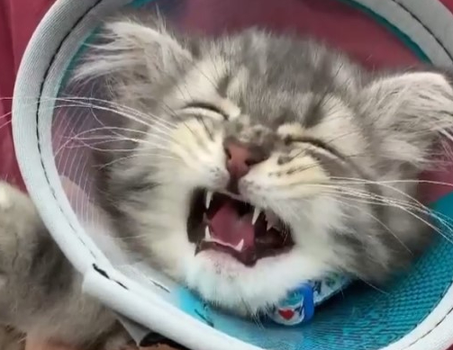 小萌猫第一次打预防针面带愧疚 嘤嘤嘤：你们都占我便宜(图2)