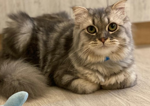 小萌猫第一次打预防针面带愧疚 嘤嘤嘤：你们都占我便宜(图1)