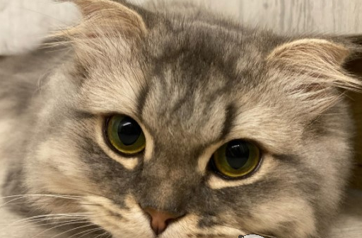 小萌猫第一次打预防针面带愧疚 嘤嘤嘤：你们都占我便宜(图3)