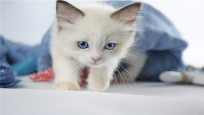 3个月小猫应该放笼子吗(图1)