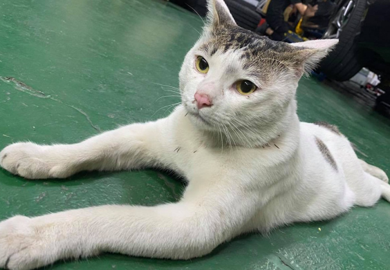 神反转|主人看到猫猫尸体难过10小时后 结局亮了(图1)