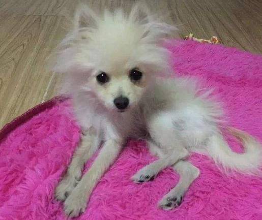 博美难为情期再注意什么 这几个问题而且要上点心(图2)