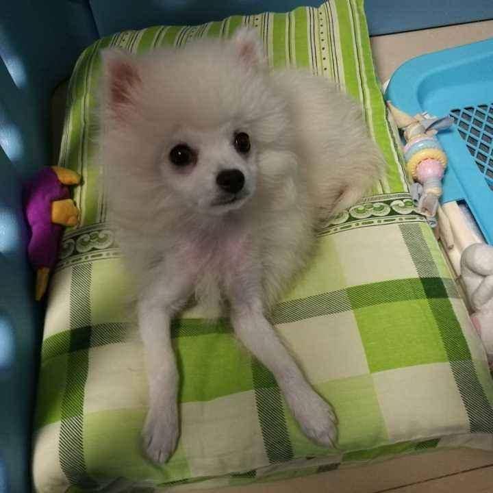 博美难为情期再注意什么 这几个问题而且要上点心(图1)