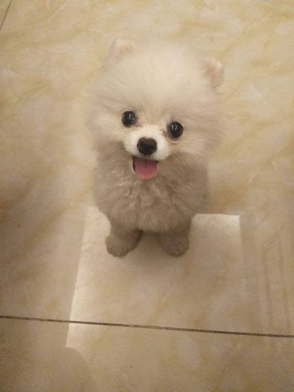 博美难为情期再注意什么 这几个问题而且要上点心(图3)