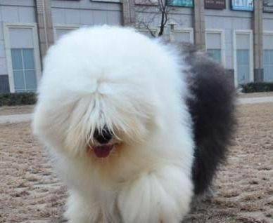 古牧犬的智商有多高？狗我总是肯定不能和人比(图2)