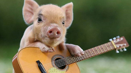 宠物猪是真的绝对不会长的吗(图1)