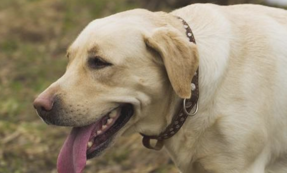 假如应付不过来“狗狗抖抖 漫天舞动狗毛” 就最好别养他们 全是脱毛严重怪(图2)