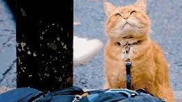 猫咪拯救我们了他的一生|被这片暖炸了 一只猫去拯救了他的雷鸣人生(图1)