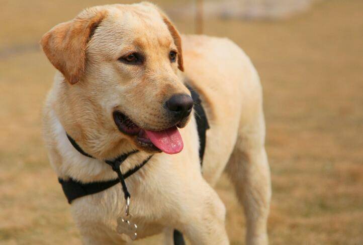 拉布拉多纯种多少钱？养出声很容易养吗(图1)