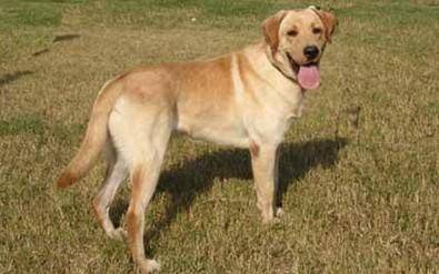 拉布拉多纯种多少钱？养出声很容易养吗(图2)