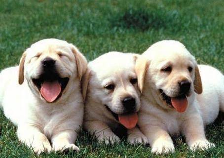 拉布拉多纯种多少钱？养出声很容易养吗(图3)