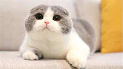 母猫喂奶粉气喘是只不过缺钙吗(图1)