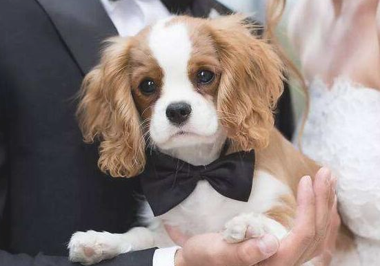 最“恐怖”的5种狗 谁养谁奔溃 你是可以承担部分吗？(图1)