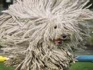 波利犬好不好 究竟有没有好不好养？(图2)