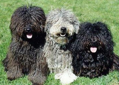 波利犬好不好 究竟有没有好不好养？(图1)