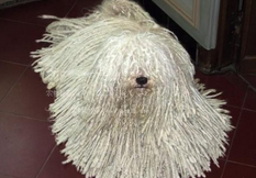 波利犬好不好 究竟有没有好不好养？(图3)