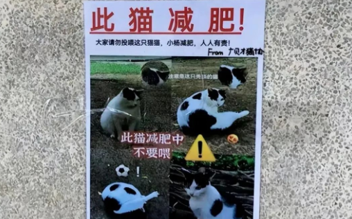 “猫猫瘦身 人人有责！”猫协的一张传单让人笑到肚子痛...(图1)