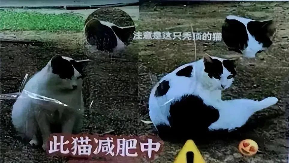 “猫猫瘦身 人人有责！”猫协的一张传单让人笑到肚子痛...(图2)