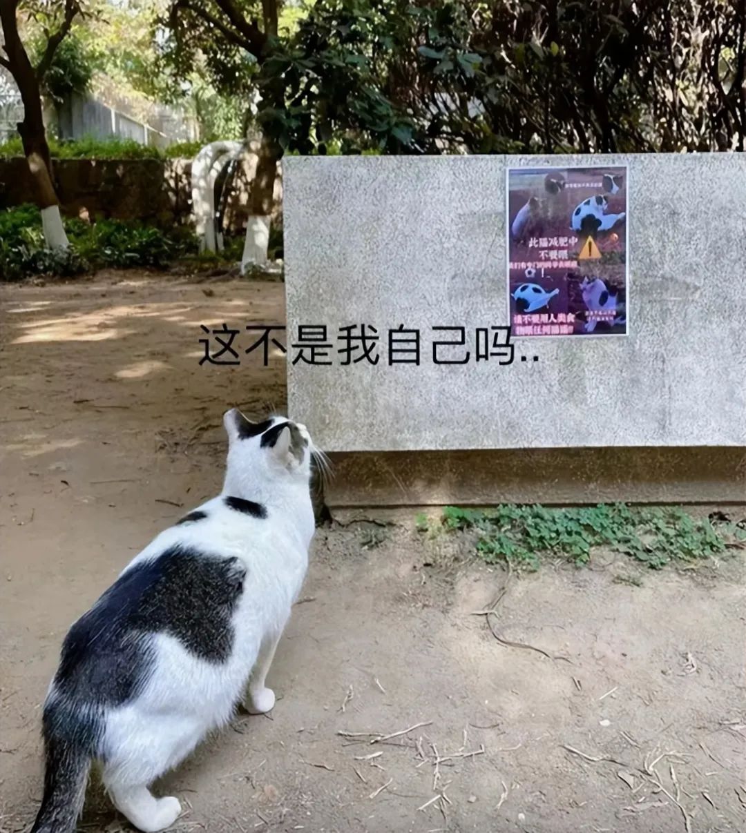 “猫猫瘦身 人人有责！”猫协的一张传单让人笑到肚子痛...(图4)