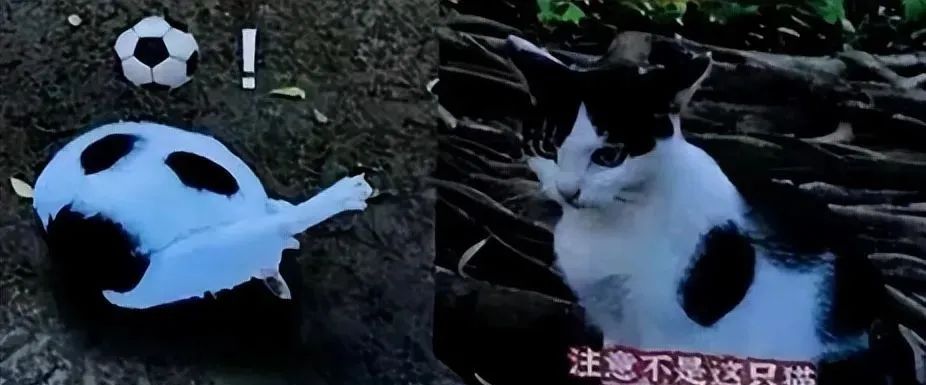 “猫猫瘦身 人人有责！”猫协的一张传单让人笑到肚子痛...(图3)