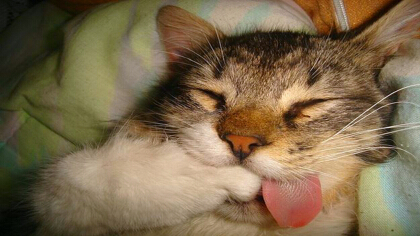 猫卧着的姿势贞洁戒什么(图1)