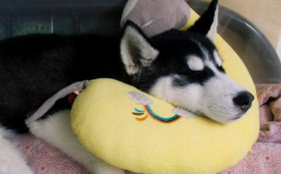 狗狗很抗冷？并不是的 狗狗畏冷的几类通常外在表现你很清楚吗(图2)