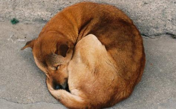 狗狗很抗冷？并不是的 狗狗畏冷的几类通常外在表现你很清楚吗(图1)