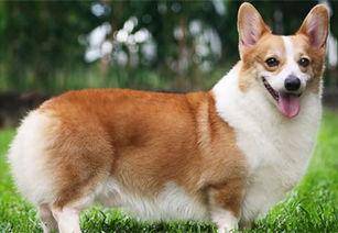 怎莫养柯基犬？有哪些细节注意(图2)