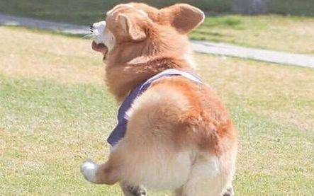 怎莫养柯基犬？有哪些细节注意(图3)