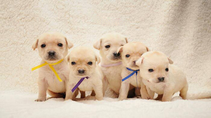 小奶狗怎摸怎么养活(图1)