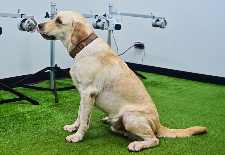 狗狗训炼的顺序是什么呢？我们来看一下！(图2)