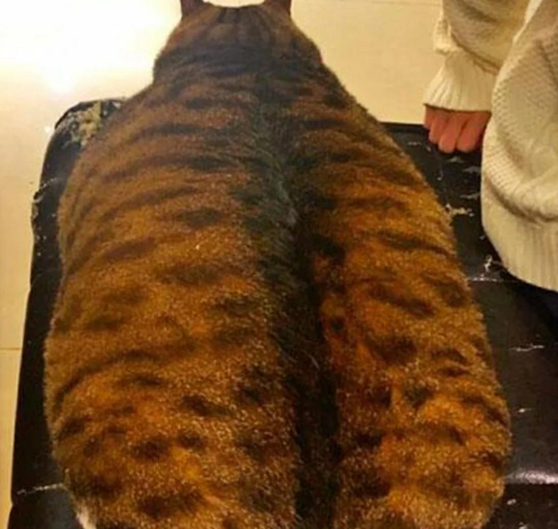 三个月前将猫咪丢给妈妈 如今见到猫咪傻眼眼 这是谁家的猫？(图1)