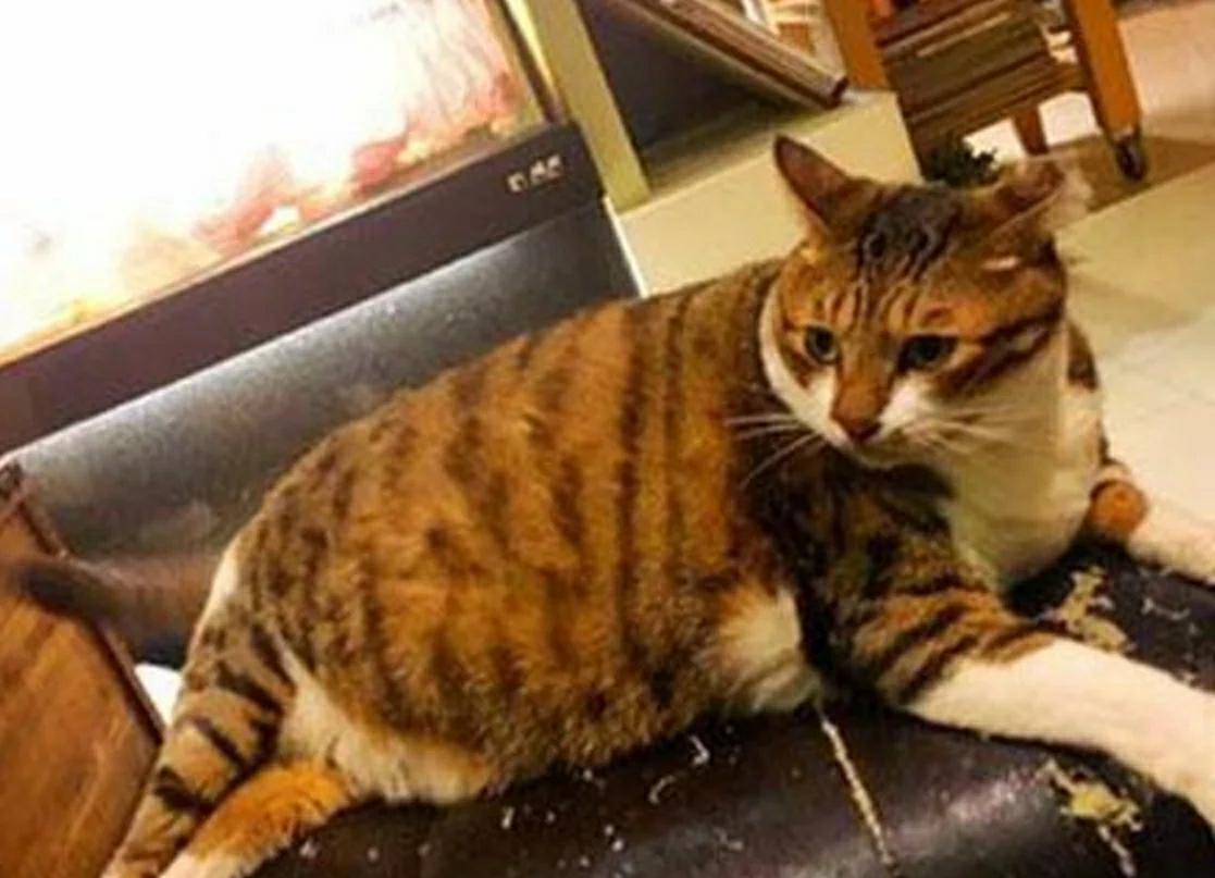 三个月前将猫咪丢给妈妈 如今见到猫咪傻眼眼 这是谁家的猫？(图3)