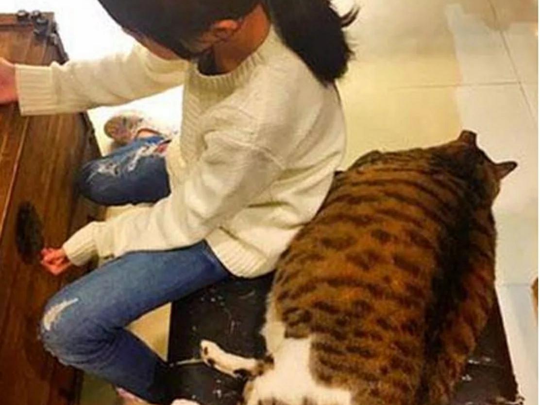 三个月前将猫咪丢给妈妈 如今见到猫咪傻眼眼 这是谁家的猫？(图2)