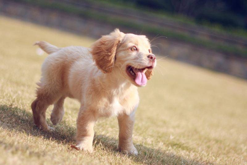 最很聪明的狗排名有哪些？去看看这些你见过吗(图1)