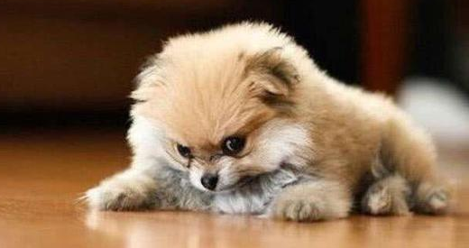 买狗 千万别买这7种狗狗 要不哭的是你(图2)