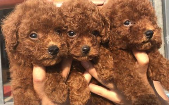 买狗 千万别买这7种狗狗 要不哭的是你(图1)