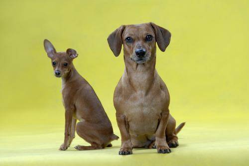 猎犬排名第一是什么呢犬？当之无愧的头名是它(图2)