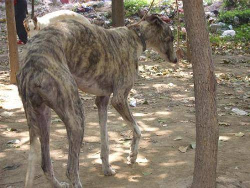 猎犬排名第一是什么呢犬？当之无愧的头名是它(图3)