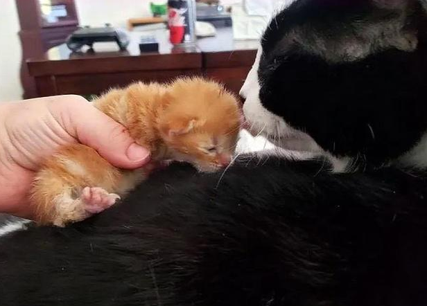 满身是血的小橘猫 被救助后 紧紧的抱住好心人(图3)