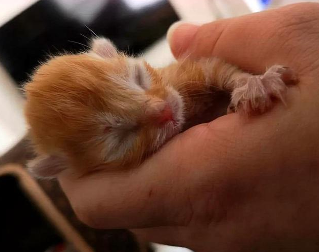 满身是血的小橘猫 被救助后 紧紧的抱住好心人(图2)