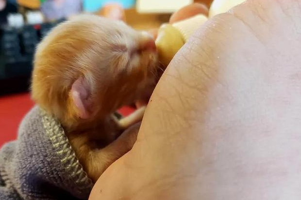 满身是血的小橘猫 被救助后 紧紧的抱住好心人(图1)