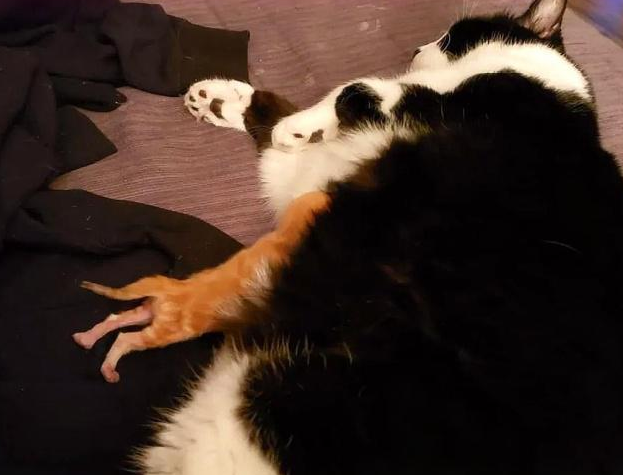 满身是血的小橘猫 被救助后 紧紧的抱住好心人(图4)