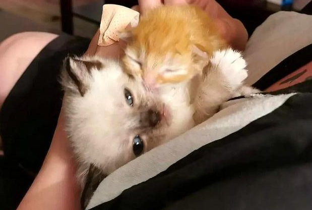 满身是血的小橘猫 被救助后 紧紧的抱住好心人(图5)
