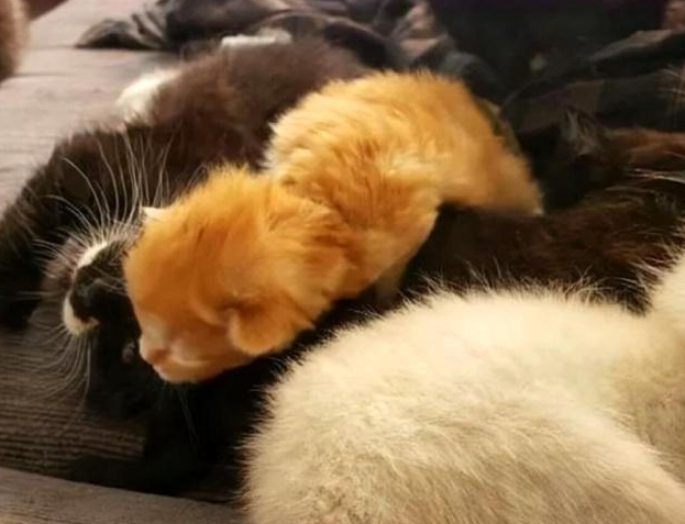 满身是血的小橘猫 被救助后 紧紧的抱住好心人(图6)
